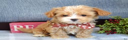 Maltipoo dogs for sale: Finn - Ad 11