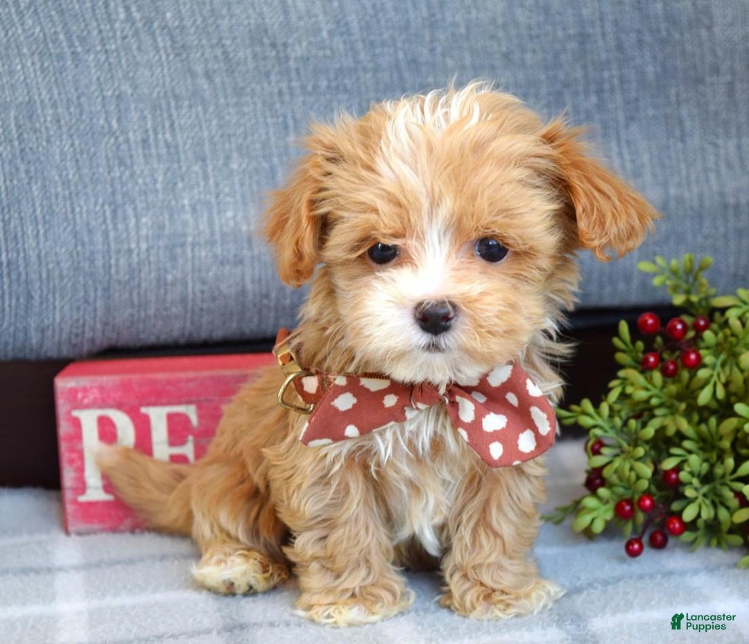Maltipoo dogs for sale: Finn - Ad 11