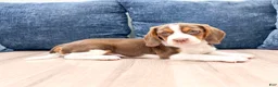 Beagle dogs for sale: Daffodil - Ad 3