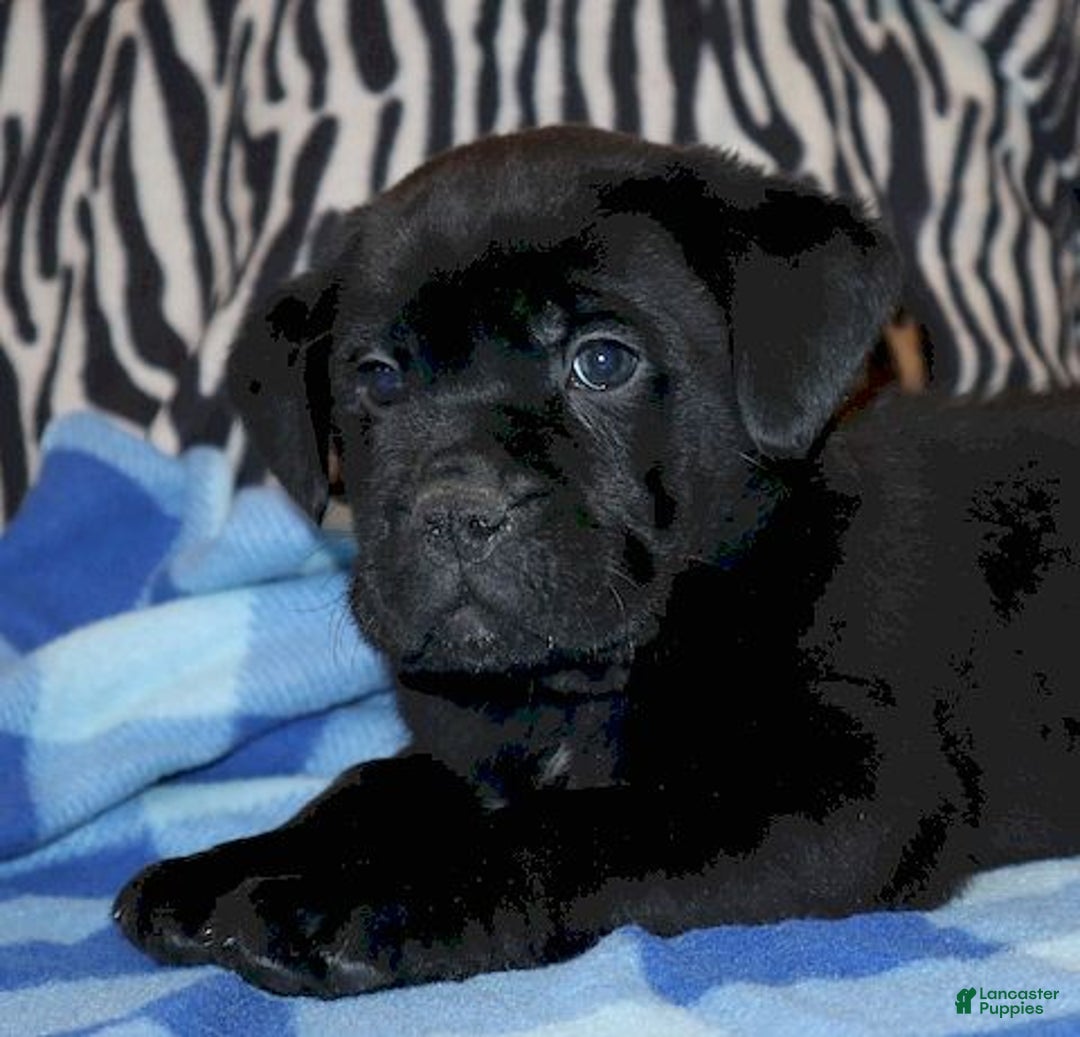 Mixed Breed dogs for sale: Zack  - Ad 3