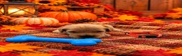Golden Retriever dogs for sale: Maverick - Orange Collar - Ad 1