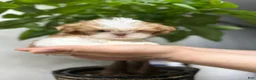Shih Tzu dogs for sale: Teacup milo - Ad 3