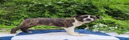 Frenchton dogs for sale: Pepsi - Ad 4