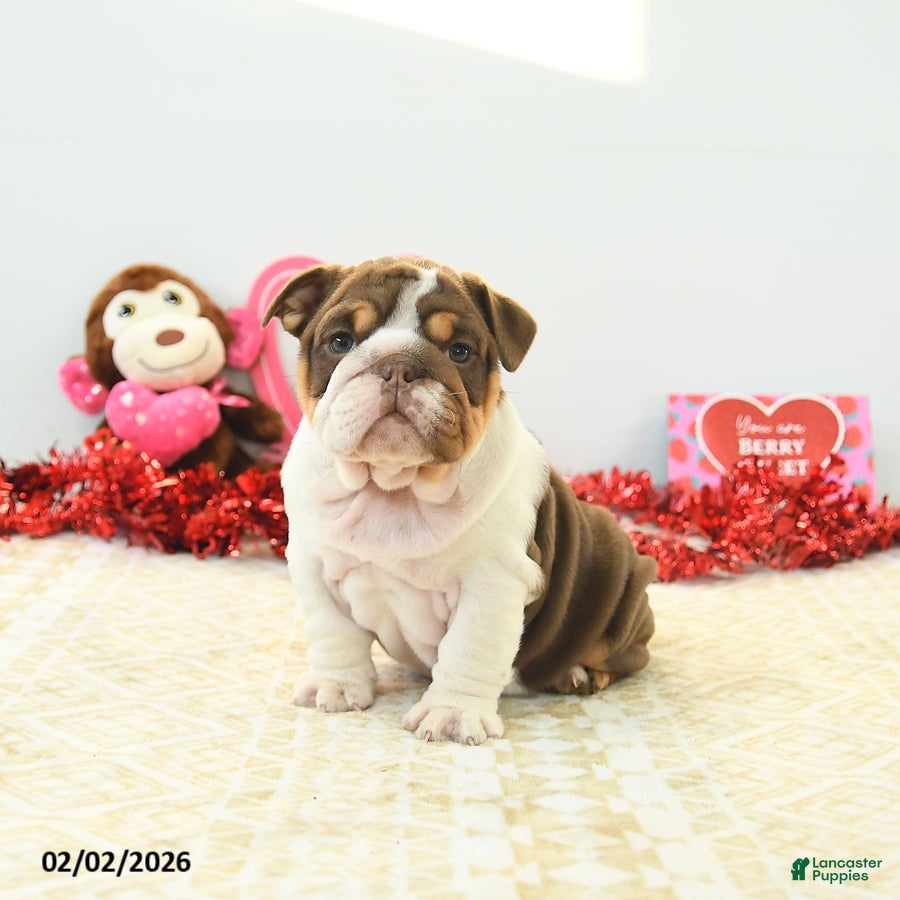 English Bulldog dogs Blossom - Ad 12