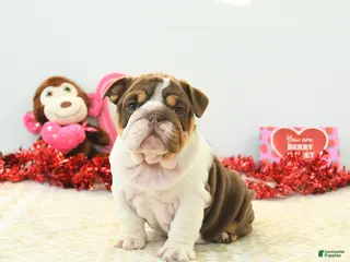 English Bulldog dogs Blossom - Ad 12