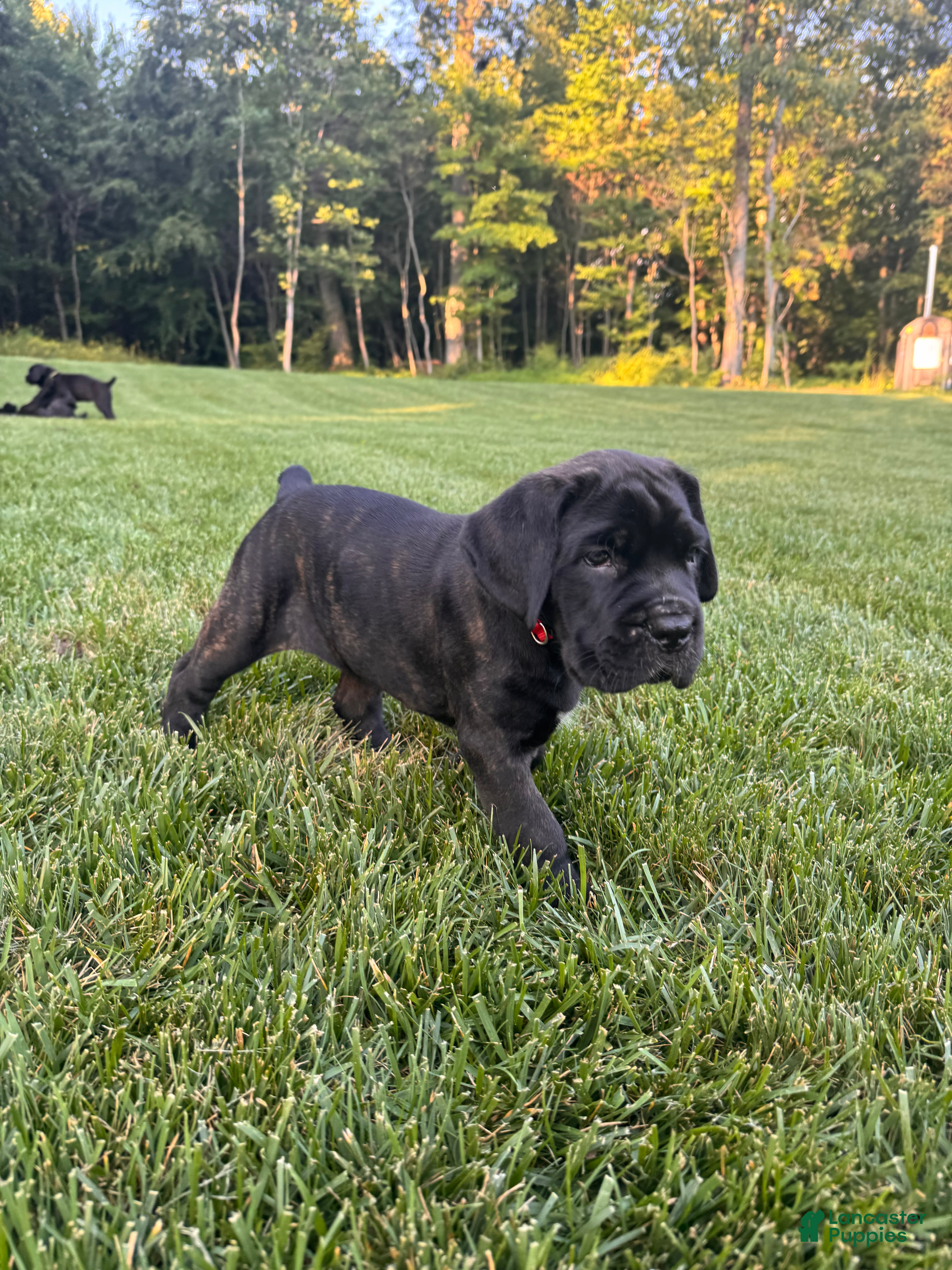 Cane Corso dogs Rosie - Ad 2