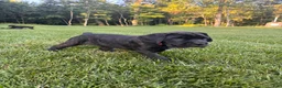 Cane Corso dogs for sale: Rosie - Ad 2