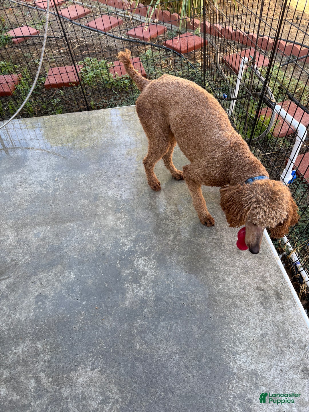 Standard Poodle dogs for sale: Atlas - Ad 15