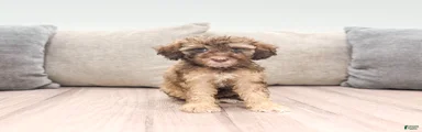 Cinnamon