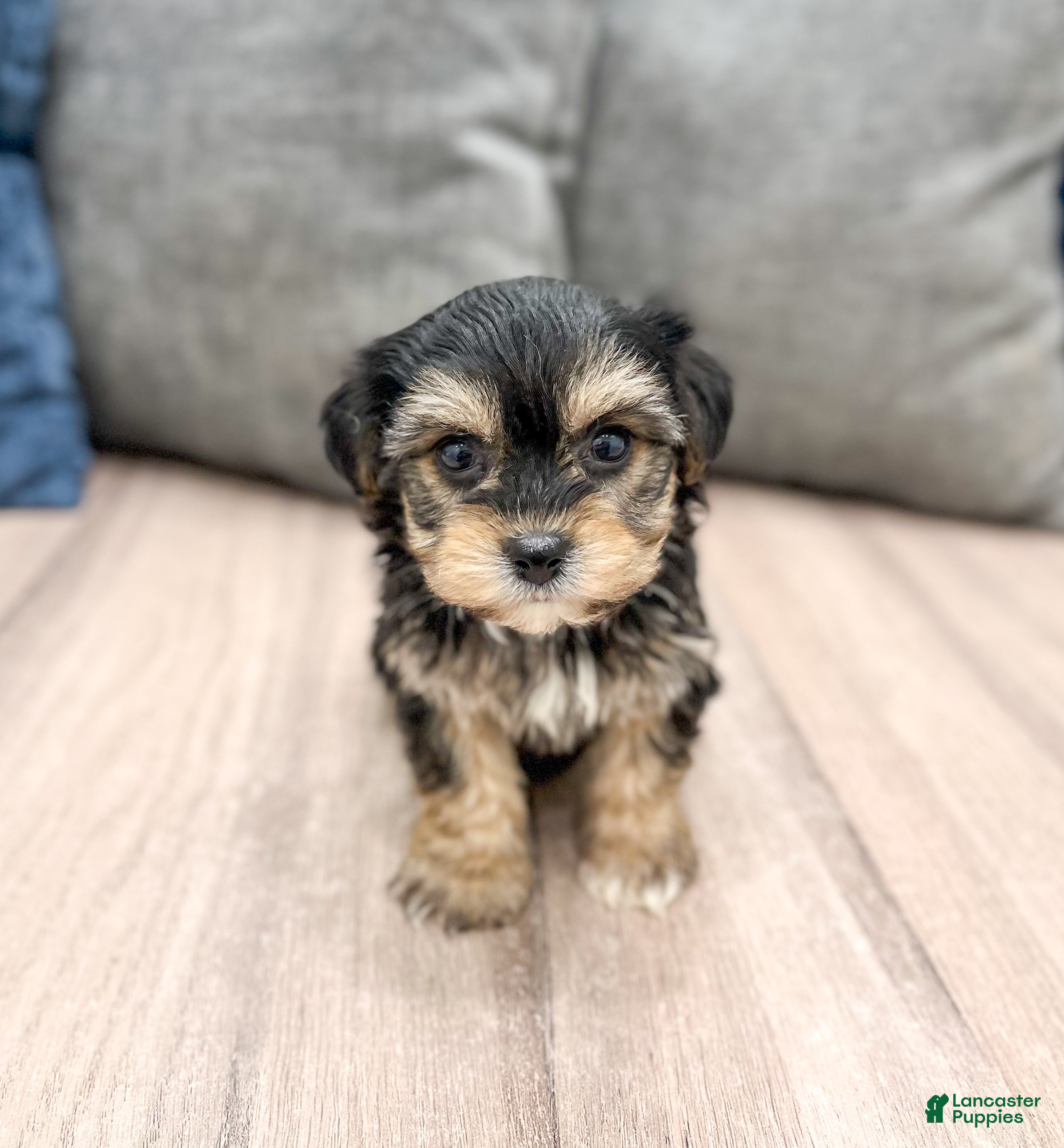 Yochon dogs Missy - Ad 1