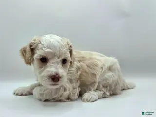 Miniature Poodle dogs Mulan - AKC Mini Poodle - Ad 4