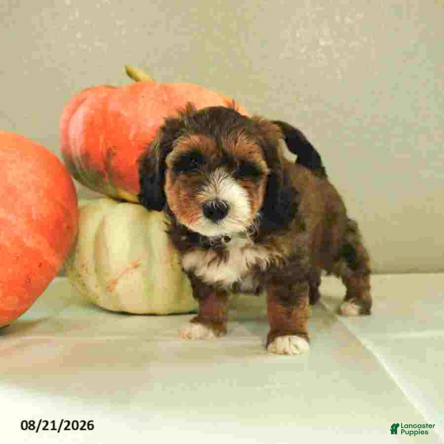 Mini Bernedoodle dogs Max - Ad 1