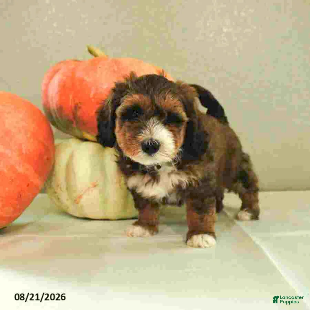 Mini Bernedoodle dogs for sale: Max - Ad 1