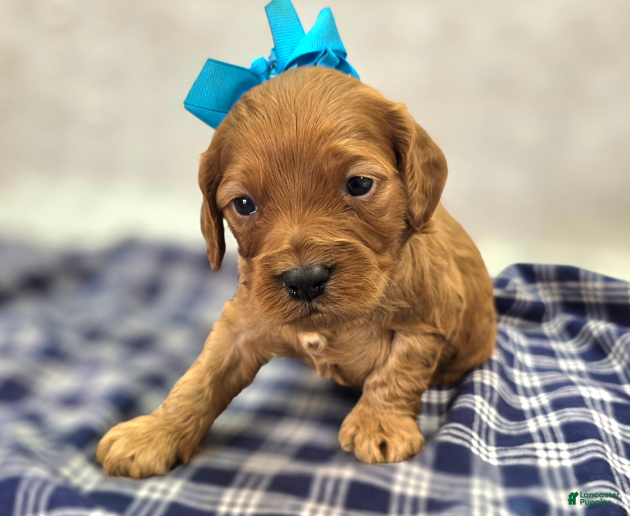 Cockapoo dogs Sundog - Ad 19