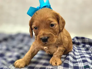 Cockapoo dogs Sundog - Ad 18