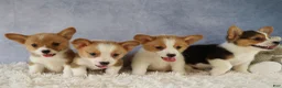 Welsh Corgi Pembroke dogs for sale: Zella 💗 - Ad 14