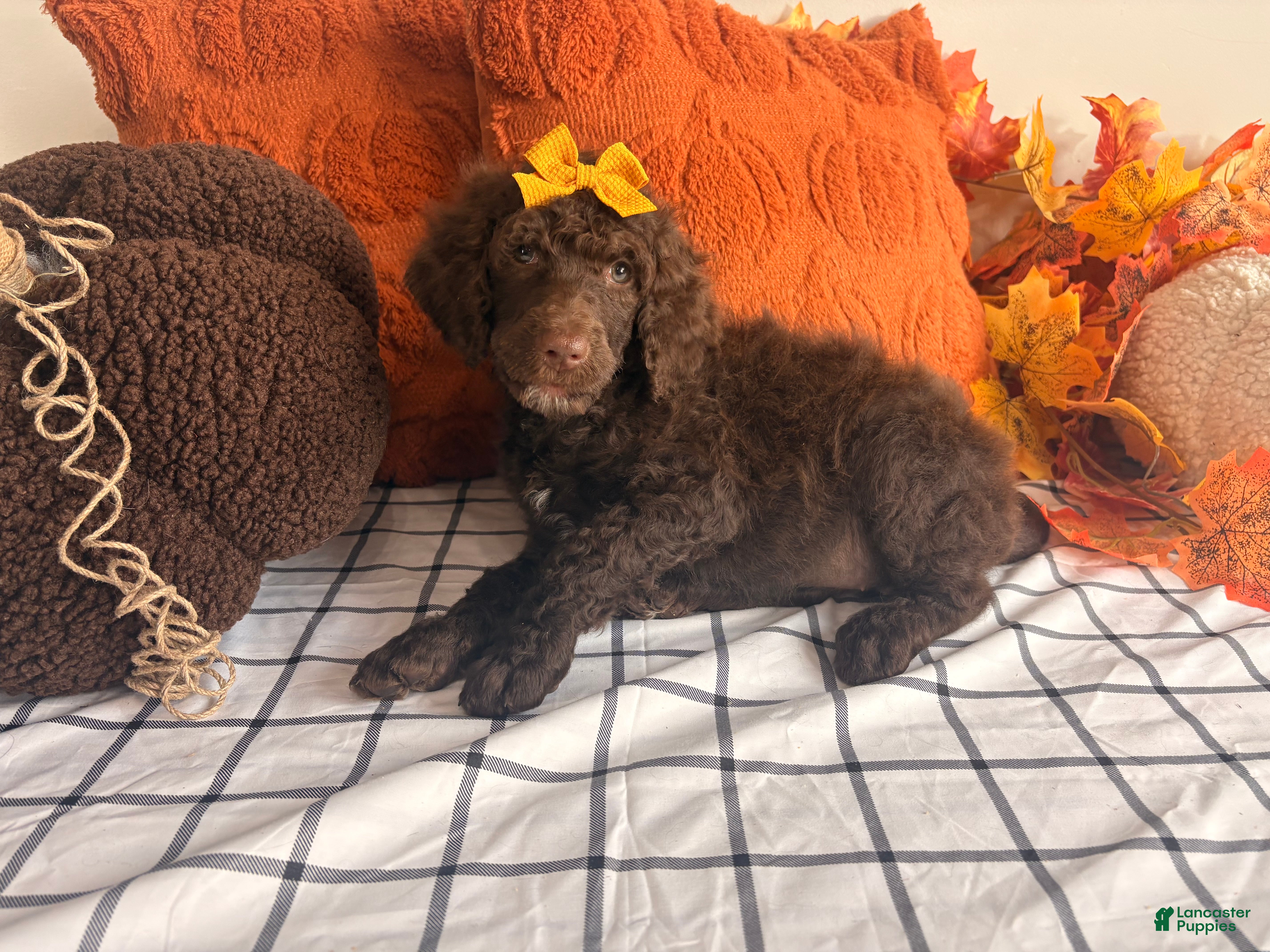 Standard Poodle dogs Ready 9/15! 🌻 Gold collar 🌻 - Ad 2