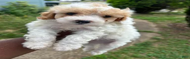 Toy Poodle 1