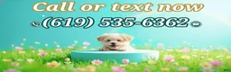 Maltipoo dogs for sale: Angel - Ad 5