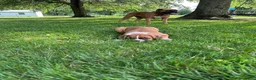Boxer dogs for sale: Boxer 3 - Ad 5