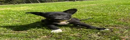 Mixed Breed dogs for sale: Mixed Breed 5 - Ad 10