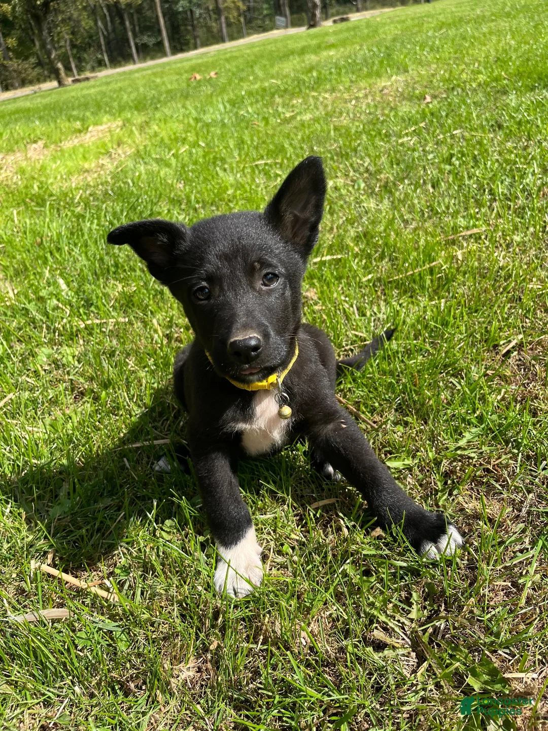 Mixed Breed dogs for sale: Mixed Breed 5 - Ad 10