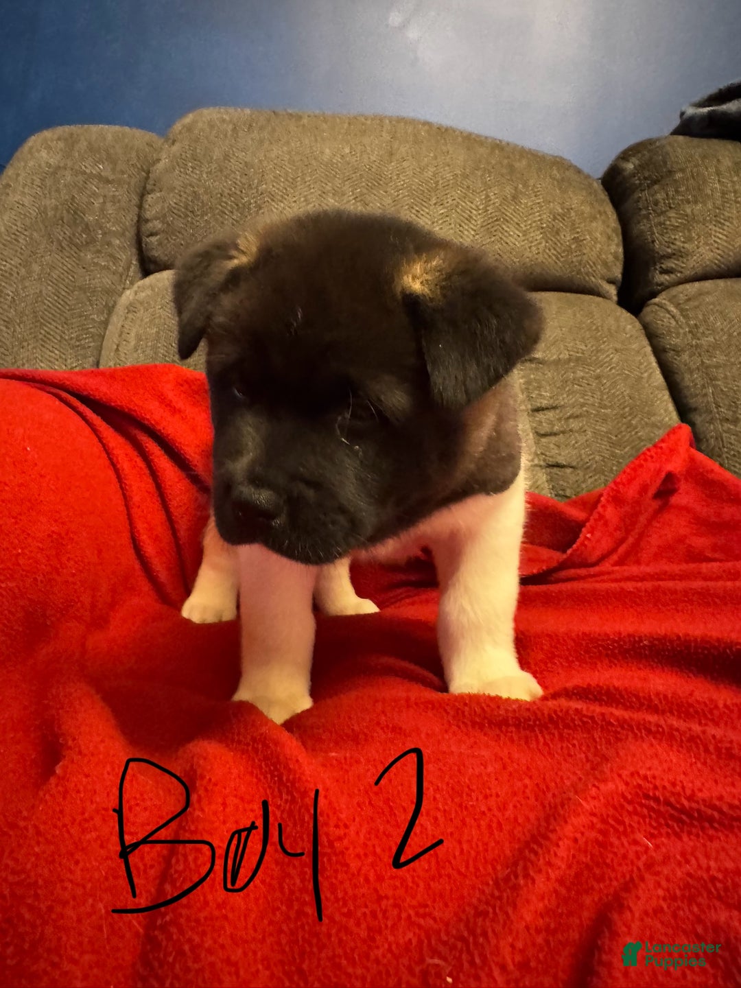 Akita dogs for sale: Akita Puppy 2 - Ad 2