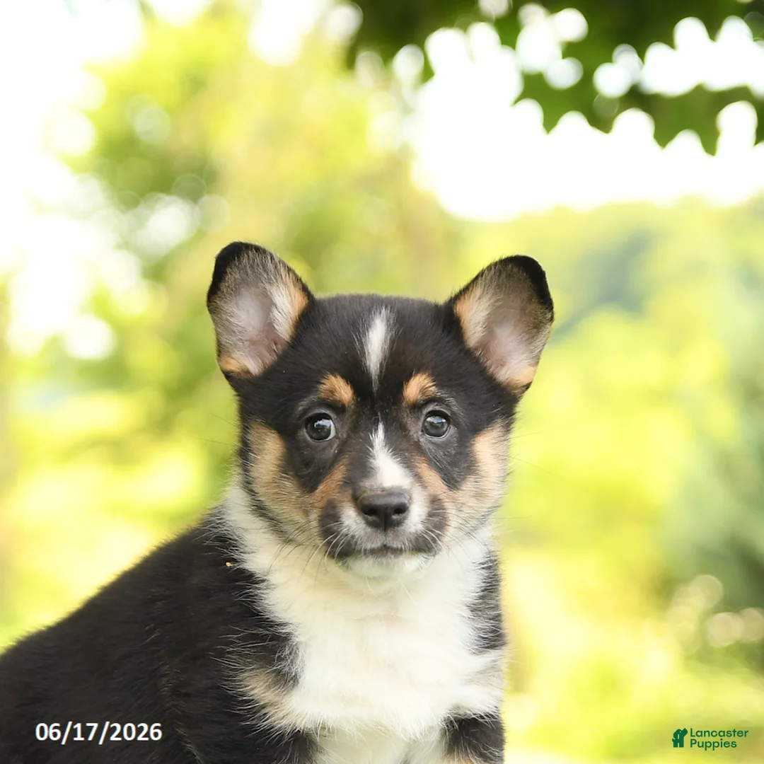 Welsh Corgi Pembroke dogs for sale: Jasmine - Ad 5