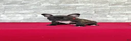 Frenchton dogs for sale: Benji - Ad 7