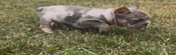 French Bulldog dogs for sale: Merlin (male) - Ad 10