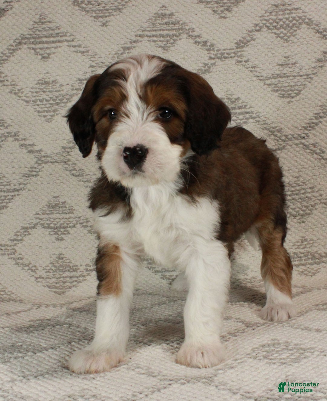 Bernedoodle dogs for sale: Willow  - Ad 2