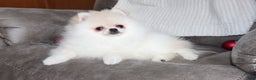 Pomeranian dogs for sale: Tiny Teddy - Ad 12