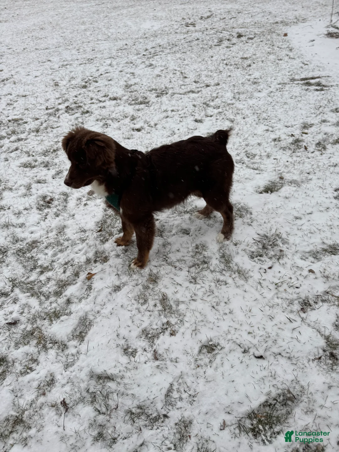 Australian Shepherd dogs for stud: Jensen - Ad 7