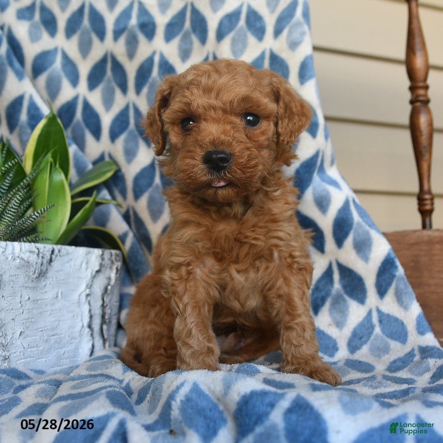 Labradoodle dogs Abasi - Ad 1