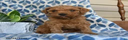 Labradoodle dogs for sale: Abasi - Ad 1
