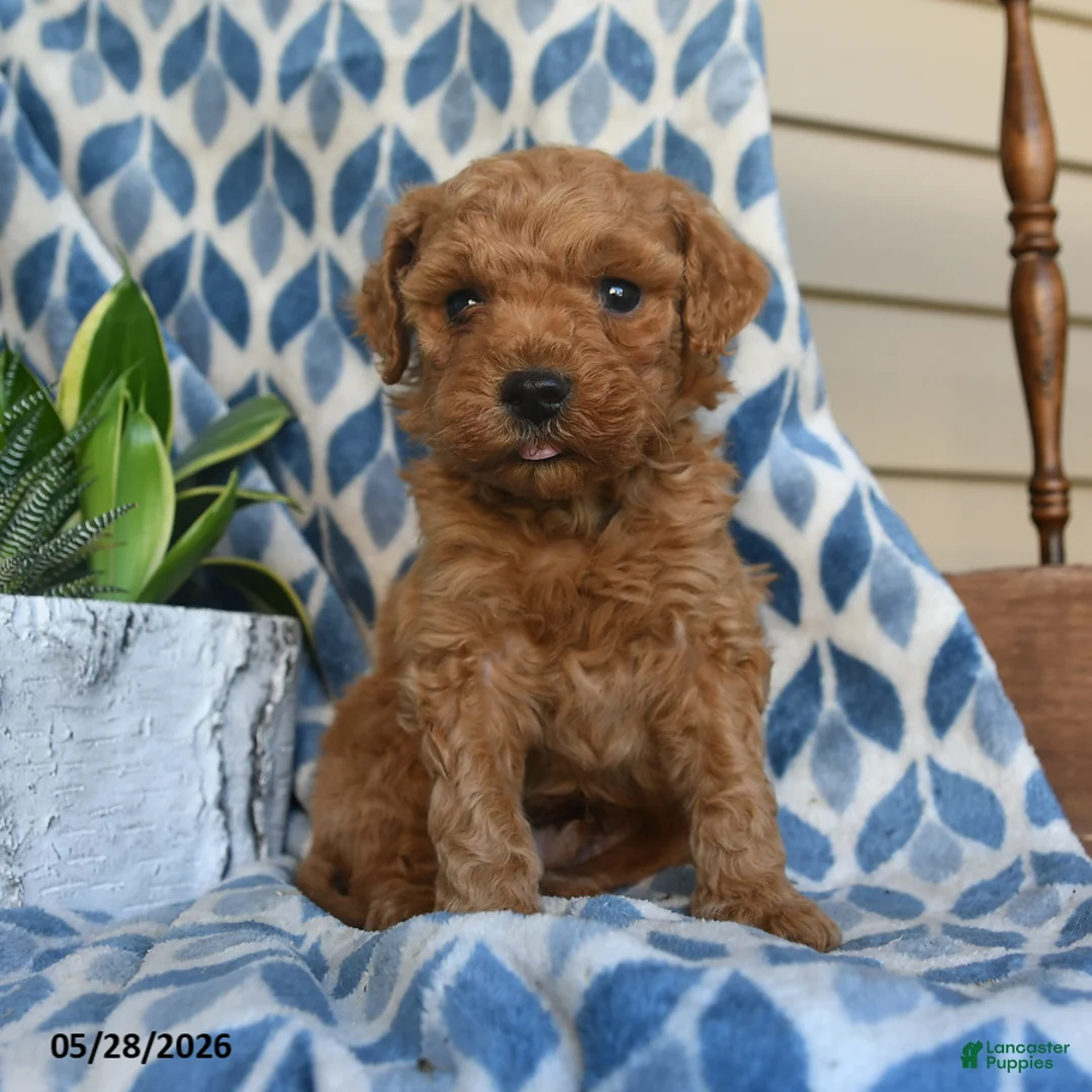 Labradoodle dogs for sale: Abasi - Ad 1
