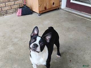 Boston Terrier dogs Roselyn - Ad 23