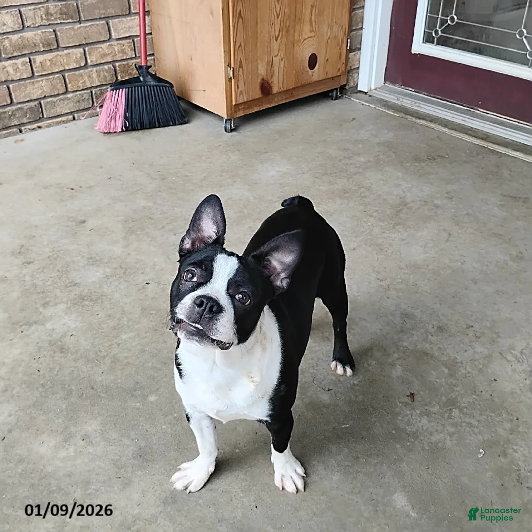 Boston Terrier dogs for sale: Roselyn - Ad 1