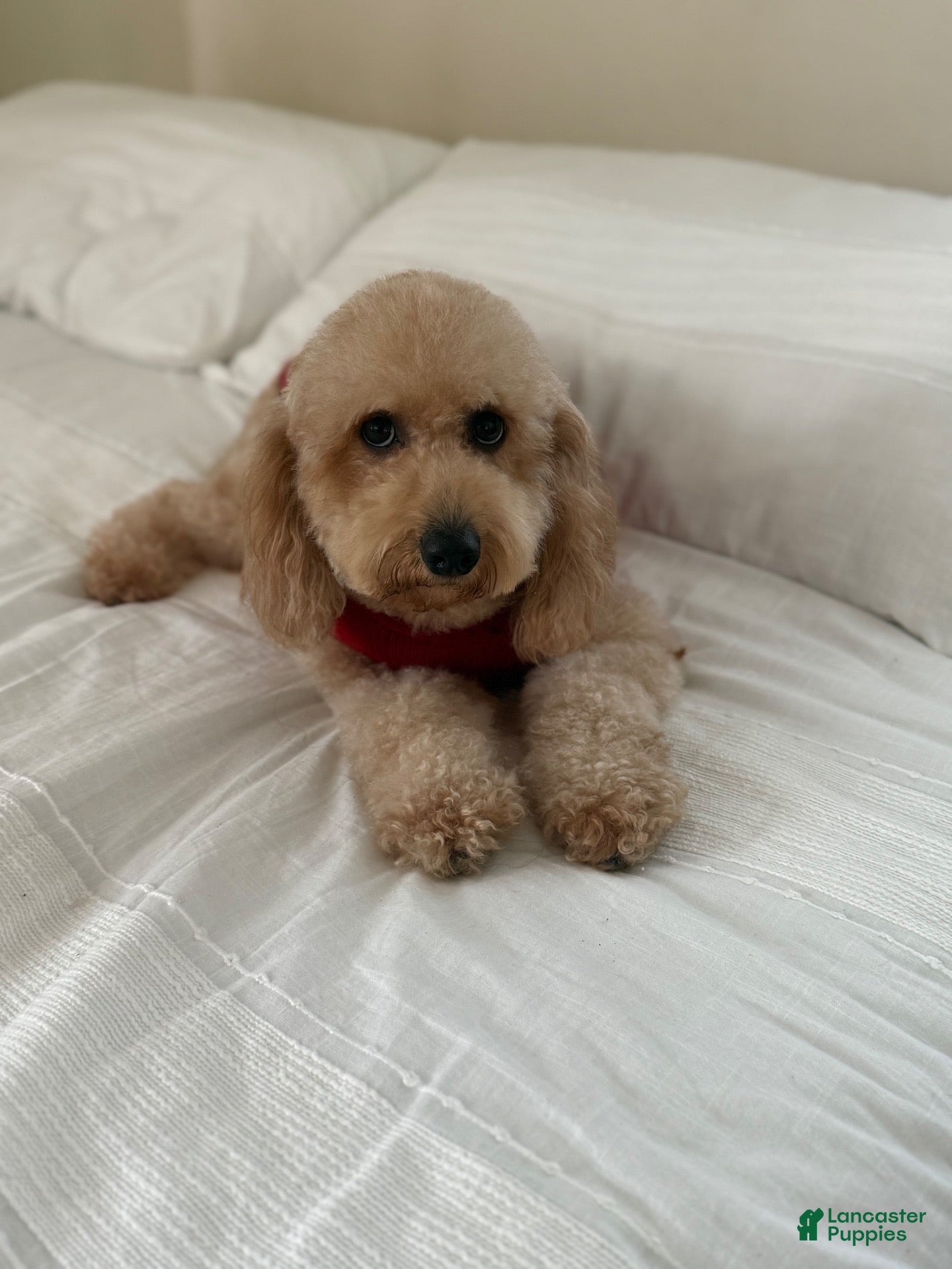 Goldendoodle dogs Orange collar  - Ad 2