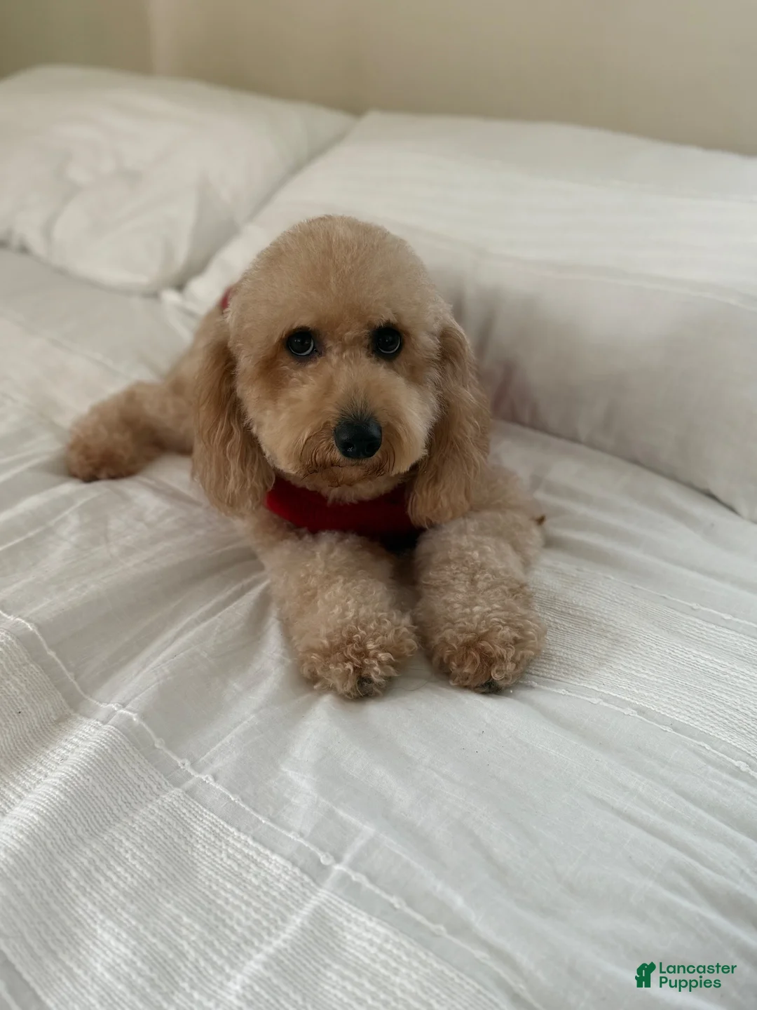 Goldendoodle dogs for sale: Pink collar  - Ad 2
