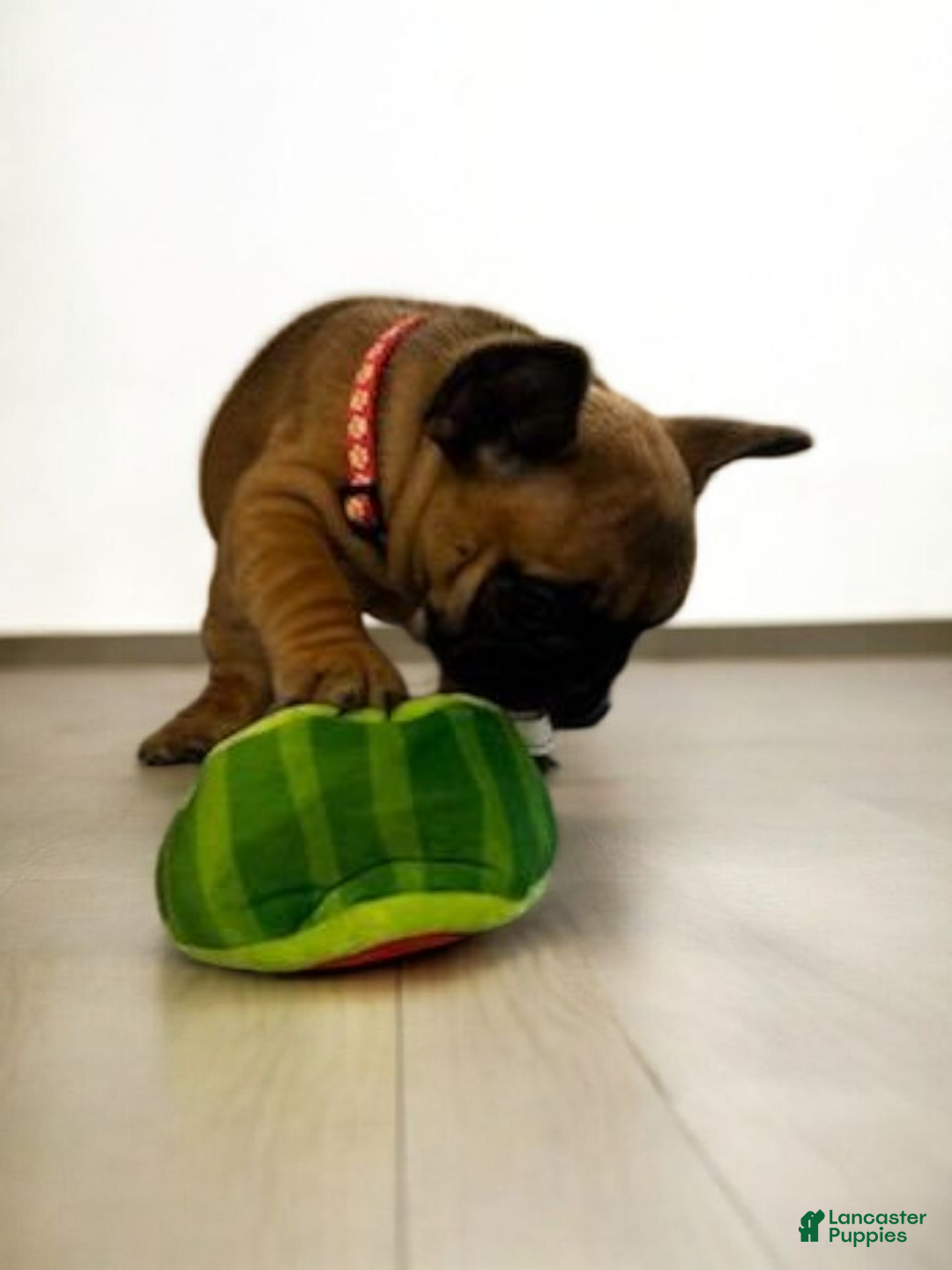 French Bulldog dogs for sale: French Bulldog Lucy - Ad 5