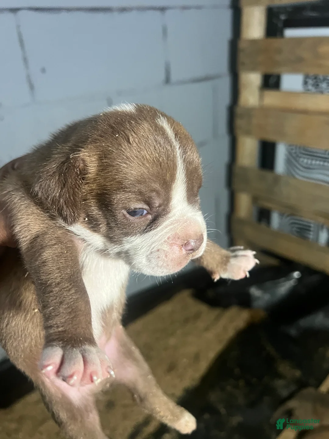 Olde English Bulldogge dogs for sale: Brown & White Male Olde English Bulldogge – Available - Ad 2