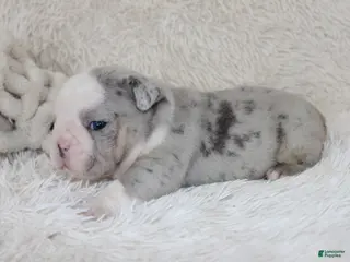 English Bulldog dogs for sale: Nero - Ad 1