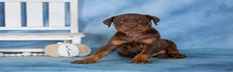 Mixed Breed dogs for sale: Cocoa - Ad 1