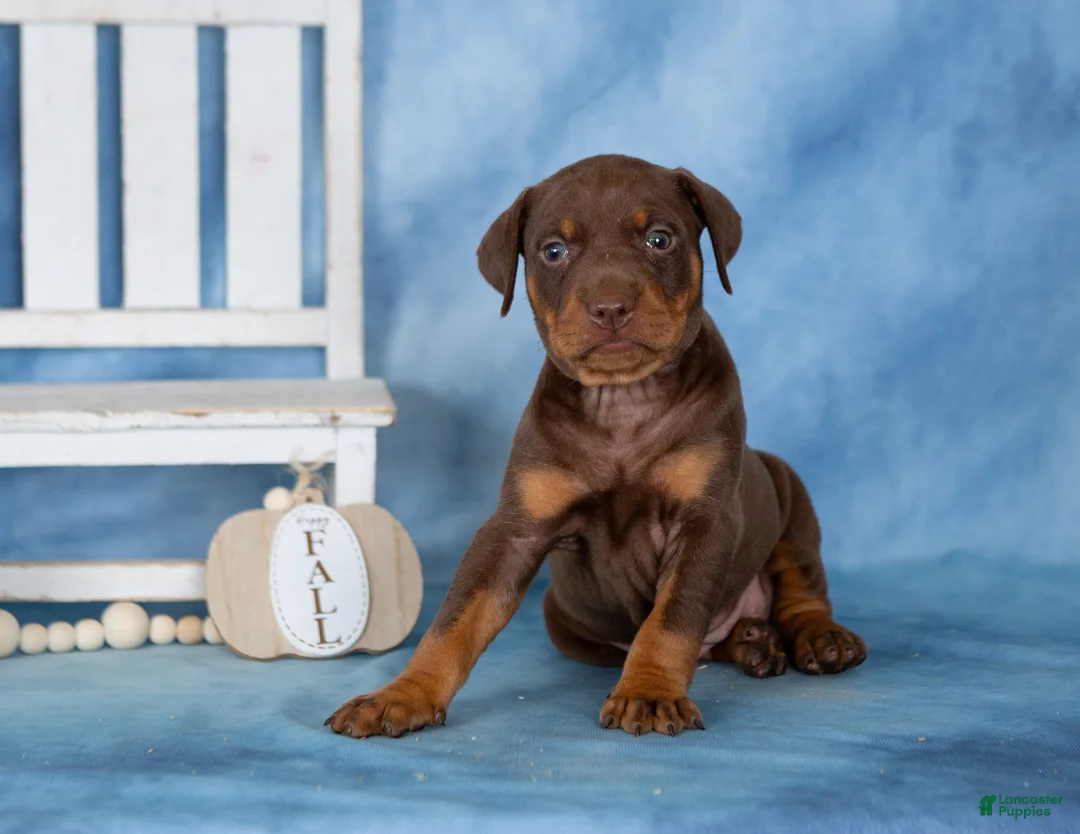 Mixed Breed dogs for sale: Cocoa - Ad 1