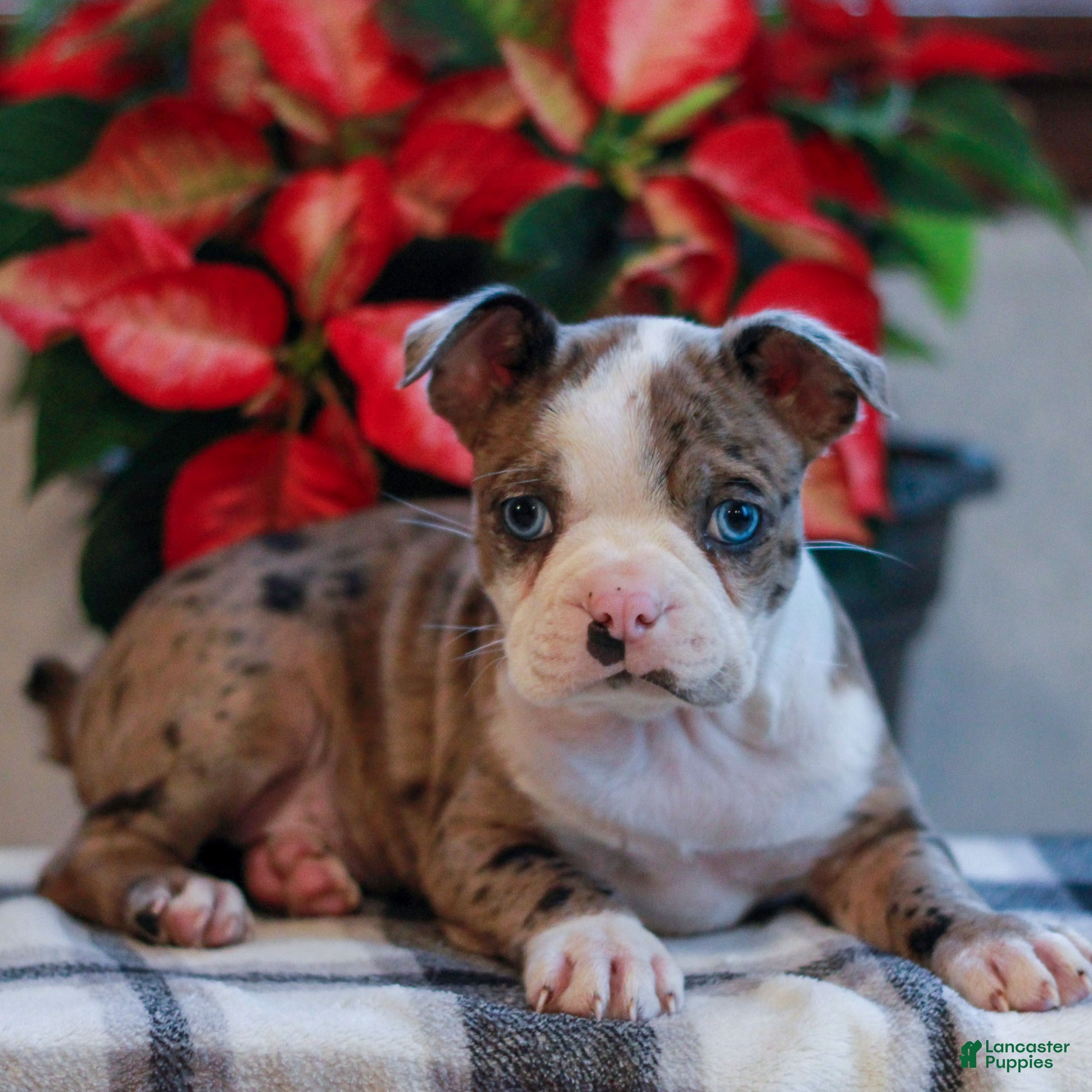 Boston Terrier dogs Lucas  - Ad 24