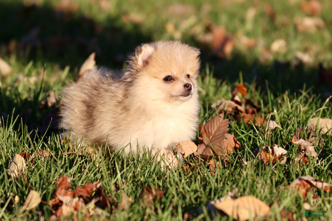 Pomeranian dogs for sale: Wooly - Ad 1