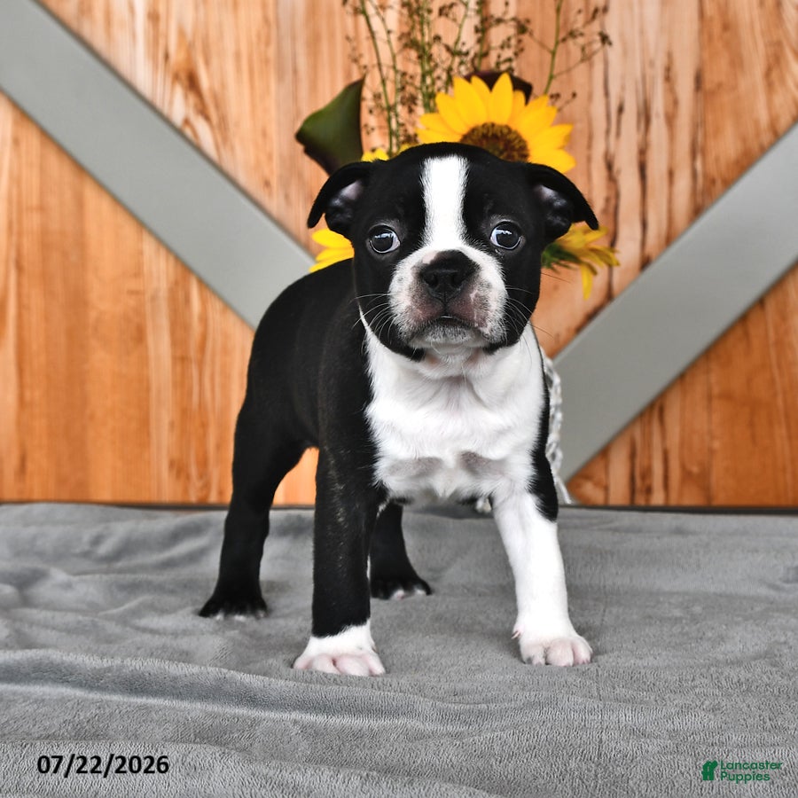 Boston Terrier dogs Tammy - Ad 2