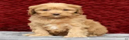Cavapoo dogs for sale: Sandy - Ad 4