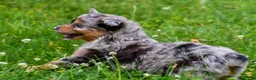 Mini Aussiedoodle dogs for sale: Gracie - Ad 7